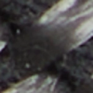 Cabianca Crocs Santa Cruz Loafers